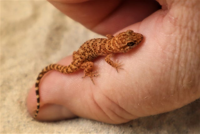Supreme Gecko